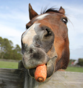 recenti_studi_gusti_cavallo